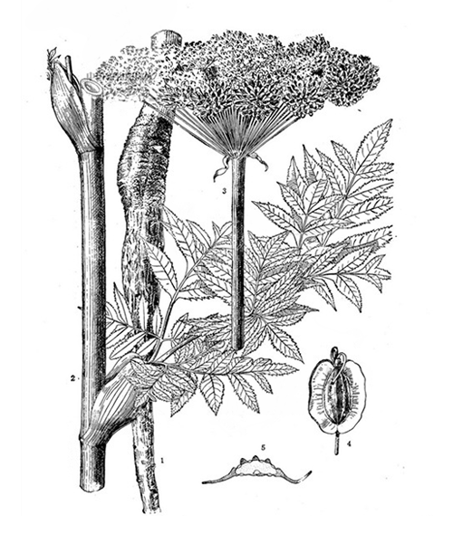 Natural compounds from  Angelica dahurica